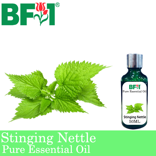 Pure Essential Oil (EO) - Stinging Nettle Essential Oil - 50ml