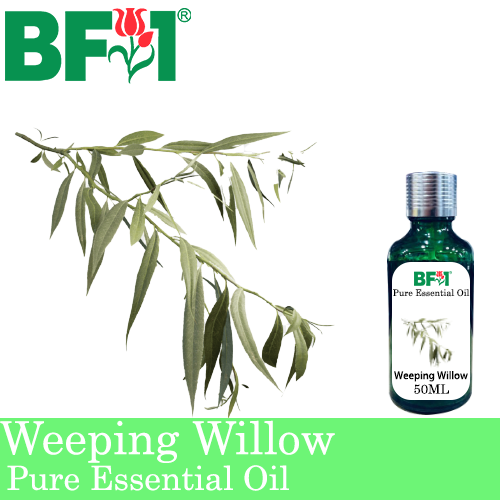 Pure Essential Oil (EO) - Weeping Willow Essential Oil - 50ml