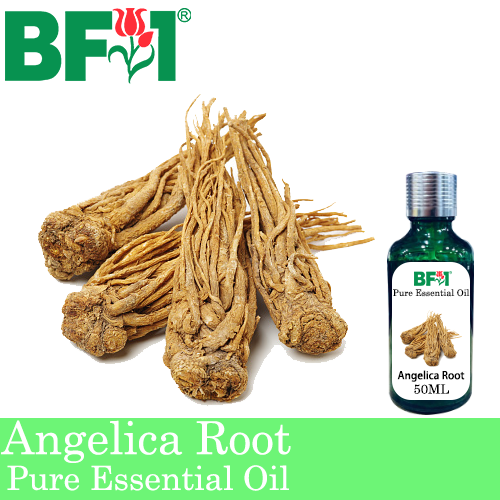 Pure Essential Oil (EO) - Angelica Root Essential Oil - 50ml