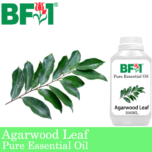 Pure Essential Oil (EO) - Agarwood Leaf Essential Oil - 500ml
