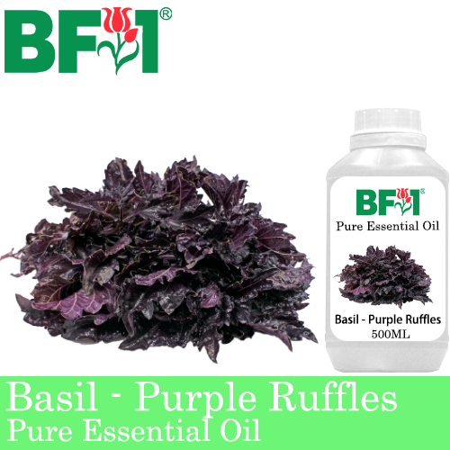 Pure Essential Oil (EO) - Basil - Purple Ruffles Basil Essential Oil - 500ml