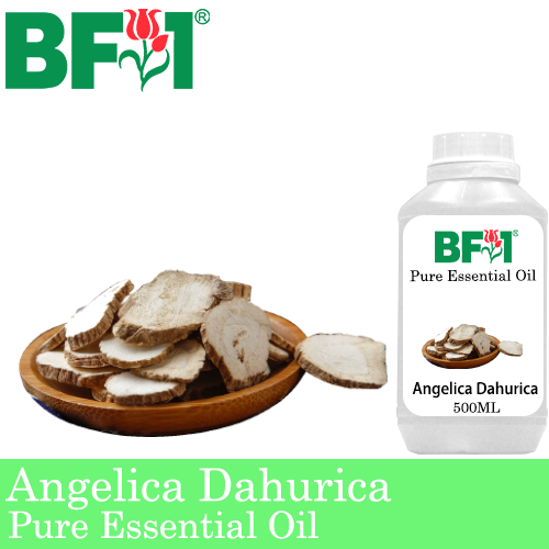 Pure Essential Oil (EO) - Angelica Dahurica Essential Oil - 500ml