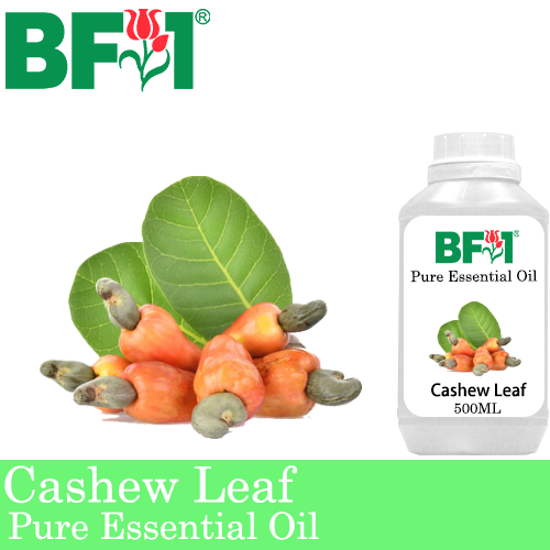 Pure Essential Oil (EO) - Cashew Leaf ( Anacardium Occidentale ) Essential Oil - 500ml
