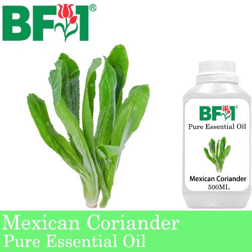 Pure Essential Oil (EO) - Mexican Coriander ( Eryngium Foetidum ) Essential Oil - 500ml