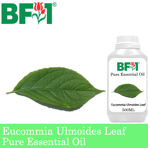 Pure Essential Oil (EO) - Eucommia Ulmoides Leaf Essential Oil - 500ml