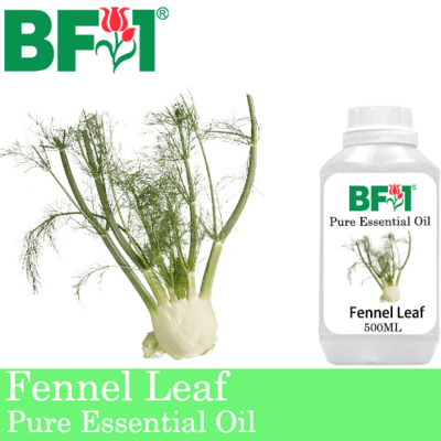 Pure Essential Oil (EO) - Fennel Leaf Essential Oil - 500ml