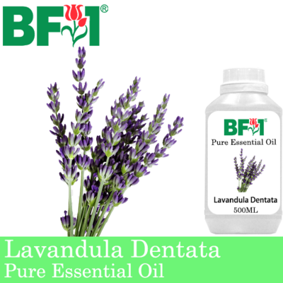 Pure Essential Oil (EO) - Lavandula Dentata Essential Oil - 500ml