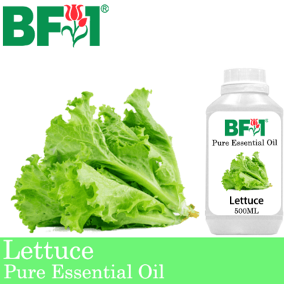 Pure Essential Oil (EO) - Lettuce Essential Oil - 500ml