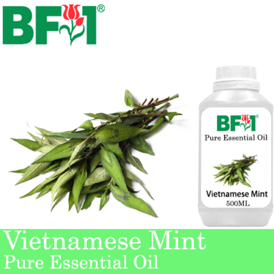 Pure Essential Oil (EO) - Mint - Vietnamese Mint ( Persicaria Odorata ) Essential Oil - 500ml