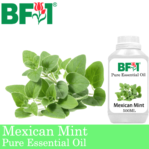 Pure Essential Oil (EO) - Mint - Mexican Mint ( Plectranthus Socotranum ) Essential Oil - 500ml