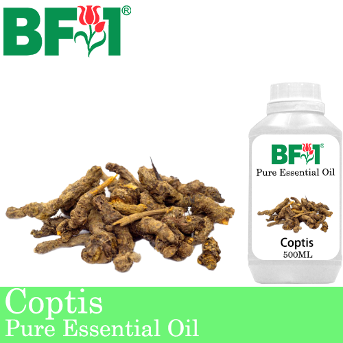 Pure Essential Oil (EO) - Coptis (Coptis Japonica) Essential Oil - 500ml