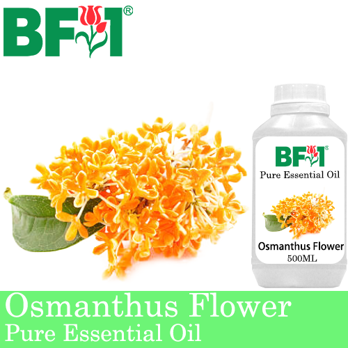 Pure Essential Oil (EO) - Osmanthus Flower Essential Oil - 500ml