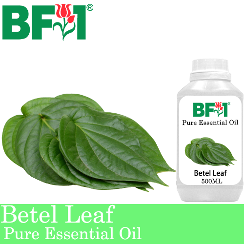 Pure Essential Oil (EO) - Betel Leaf ( Daun Sireh ) Essential Oil - 500ml
