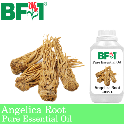 Pure Essential Oil (EO) - Angelica Root Essential Oil - 500ml