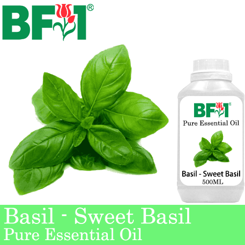 Pure Essential Oil (EO) - Basil - Sweet Basil ( Giant Basil ) Essential Oil - 500ml