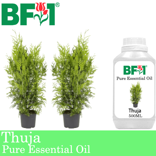 Pure Essential Oil (EO) - Thuja Essential Oil - 500ml