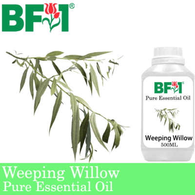 Pure Essential Oil (EO) - Weeping Willow Essential Oil - 500ml