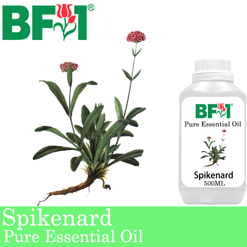 Pure Essential Oil (EO) - Spikenard Essential Oil - 500ml
