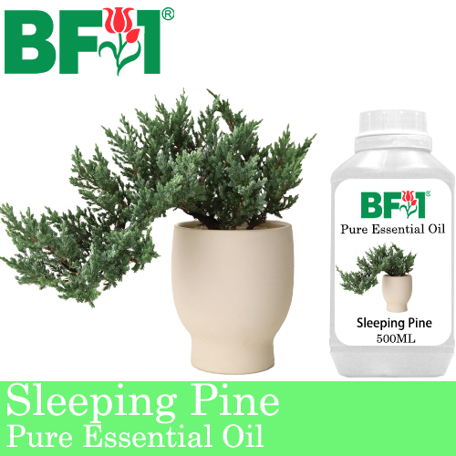 Pure Essential Oil (EO) - Pine - Sleeping Pine Essential Oil - 500ml