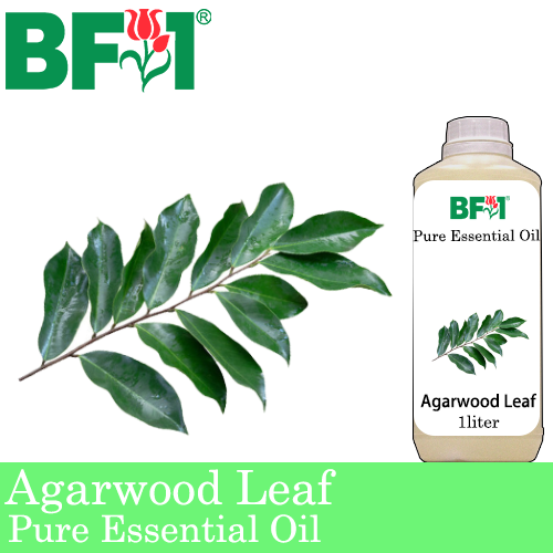 Pure Essential Oil (EO) - Agarwood Leaf Essential Oil - 1L