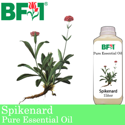 Pure Essential Oil (EO) - Spikenard Essential Oil - 1L