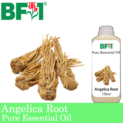 Pure Essential Oil (EO) - Angelica Root Essential Oil - 1L