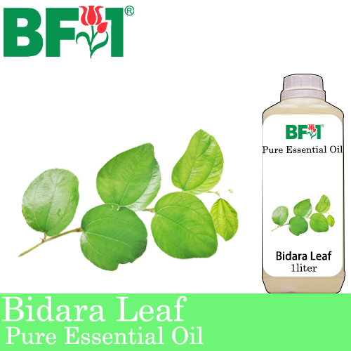 Pure Essential Oil (EO) - Bidara Leaf (Zizyphus Mauritiana ) Essential Oil - 1L