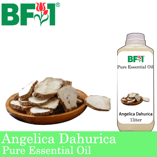 Pure Essential Oil (EO) - Angelica Dahurica Essential Oil - 1L