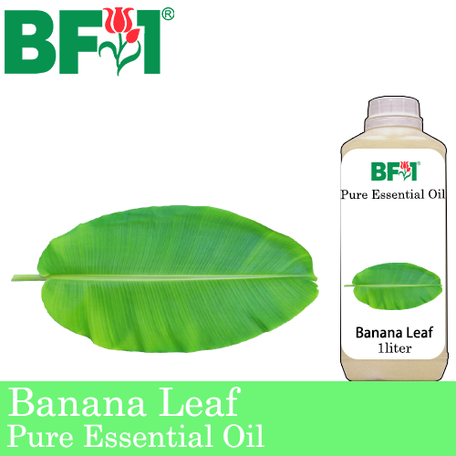 Pure Essential Oil (EO) - Banana Leaf Essential Oil - 1L