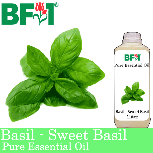 Pure Essential Oil (EO) - Basil - Sweet Basil ( Giant Basil ) Essential Oil - 1L
