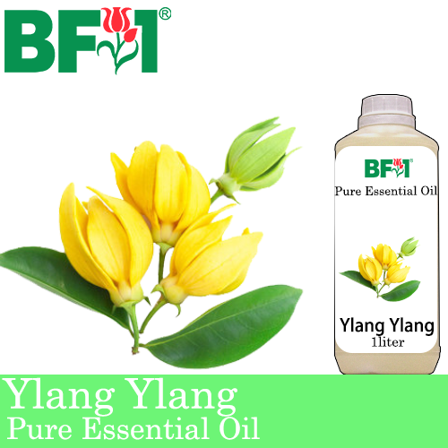 Pure Essential Oil (EO) - Ylang Ylang Essential Oil - 1L