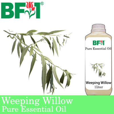 Pure Essential Oil (EO) - Weeping Willow Essential Oil - 1L
