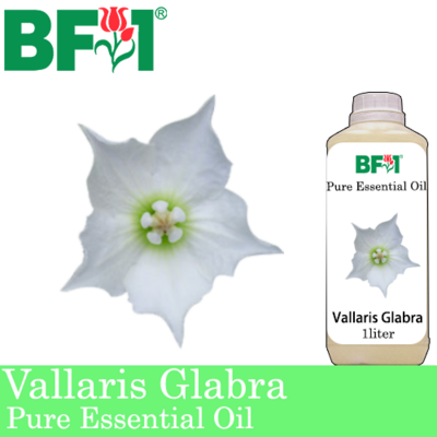 Pure Essential Oil (EO) - Vallaris Glabra Essential Oil - 1L