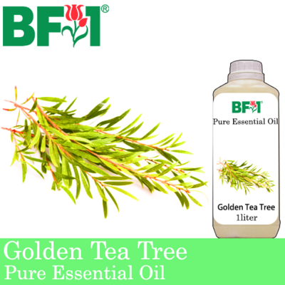 Pure Essential Oil (EO) - Tea Tree - Golden Tea Tree Essential Oil - 1L