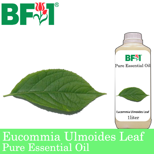 Pure Essential Oil (EO) - Eucommia Ulmoides Leaf Essential Oil - 1L