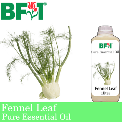 Pure Essential Oil (EO) - Fennel Leaf Essential Oil - 1L