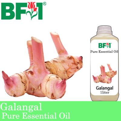 Pure Essential Oil (EO) - Galangal Essential Oil - 1L