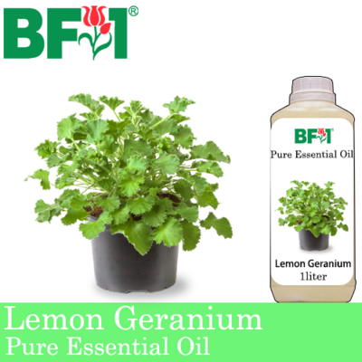 Pure Essential Oil (EO) - Geranium - Lemon Geranium Essential Oil - 1L