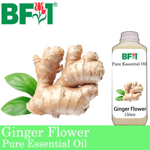 Pure Essential Oil (EO) - Ginger Essential Oil - 1L
