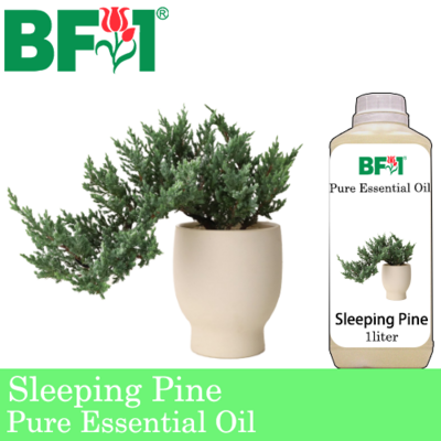 Pure Essential Oil (EO) - Pine - Sleeping Pine Essential Oil - 1L