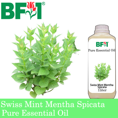 Pure Essential Oil (EO) - Mint - Swiss Mint ( Mentha Spicata ) Essential Oil - 1L
