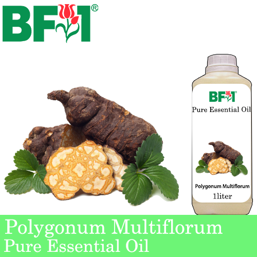Pure Essential Oil (EO) - Polygonum Multiflorum Essential Oil - 1L