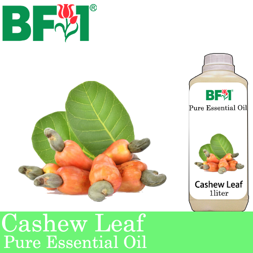 Pure Essential Oil (EO) - Cashew Leaf ( Anacardium Occidentale ) Essential Oil - 1L