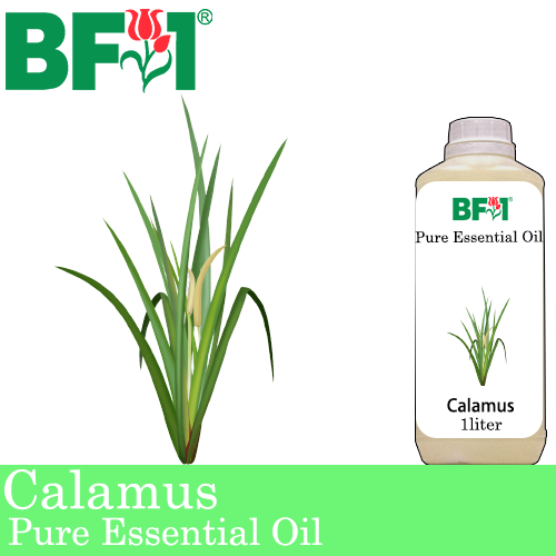 Pure Essential Oil (EO) - Calamus Essential Oil - 1L
