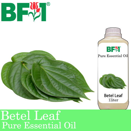 Pure Essential Oil (EO) - Betel Leaf ( Daun Sireh ) Essential Oil - 1L