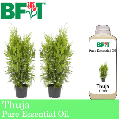Pure Essential Oil (EO) - Thuja Essential Oil - 1L