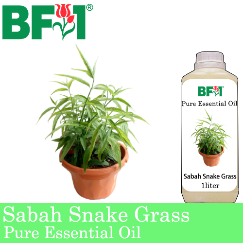 Pure Essential Oil (EO) - Sabah Snake Grass Essential Oil - 1L