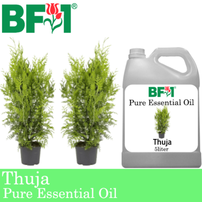 Pure Essential Oil (EO) - Thuja Essential Oil - 5L