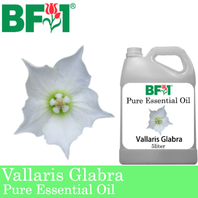 Pure Essential Oil (EO) - Vallaris Glabra Essential Oil - 5L