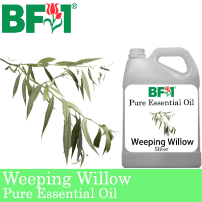 Pure Essential Oil (EO) - Weeping Willow Essential Oil - 5L